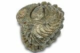Wide Enrolled Morocops Trilobite - Morocco #323202-2